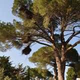 Il suo giardino � disseminato di enormi pini...